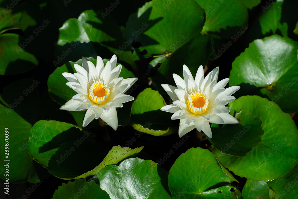 Closeup blossom lotus in the pond with water drops on the petals Closeup blossom lotus in the pond with water drops on the petals