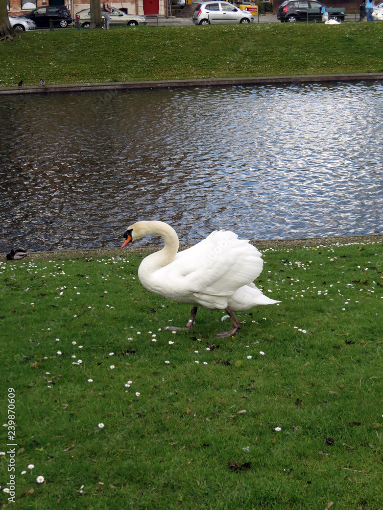 Obraz premium Europe, Belgium, West Flanders, Bruges,white Swan walking on a green lawn on the Bank of the canal