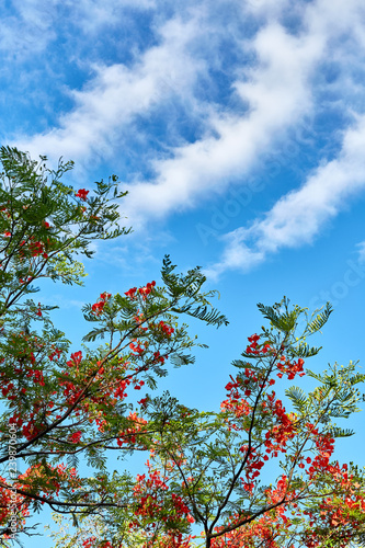 Quadro su tela flamboyant and clouds in blue sky