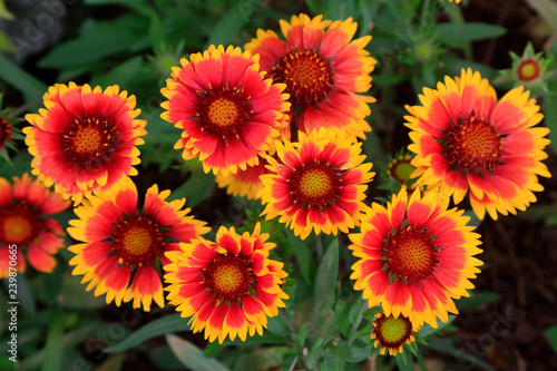 Gaillardia in the botanical garden