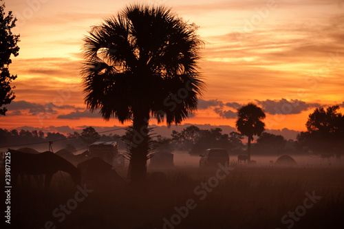 Great Florida cattle drive in Kissimmee,Florida.