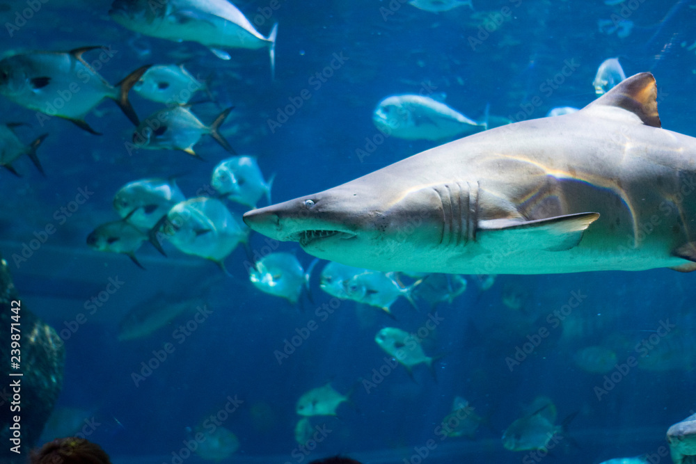 Wunschmotiv: shark in an aquarium #239871442