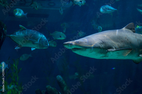 shark in an aquarium