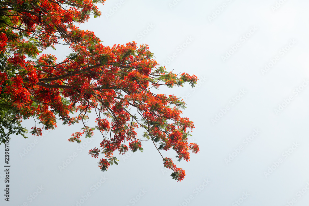 Caesalpinia pulcherrima flower or Peacock flower on tree Caesalpinia pulcherrima flower or Peacock flower on tree