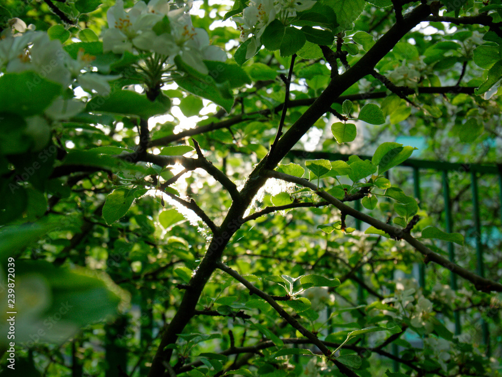 flowers of young Apple tree in spring flowers of young Apple tree in spring