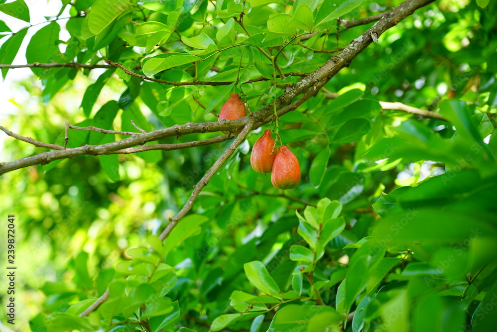 View of a tropical Ackee (akee) tree (Blighia sapida) of the soapberry family (Sapindaceae)