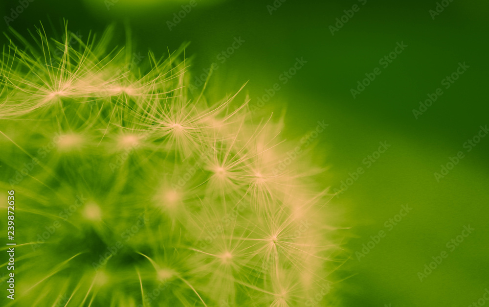 Beautiful dandelion macro view, seeds