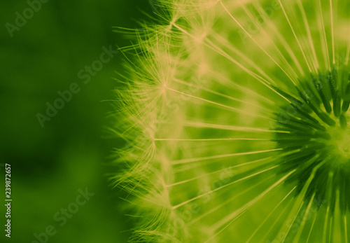 Beautiful dandelion macro view, seeds
