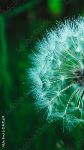 Beautiful dandelion macro view  seeds