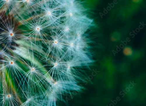 Beautiful dandelion macro view  seeds
