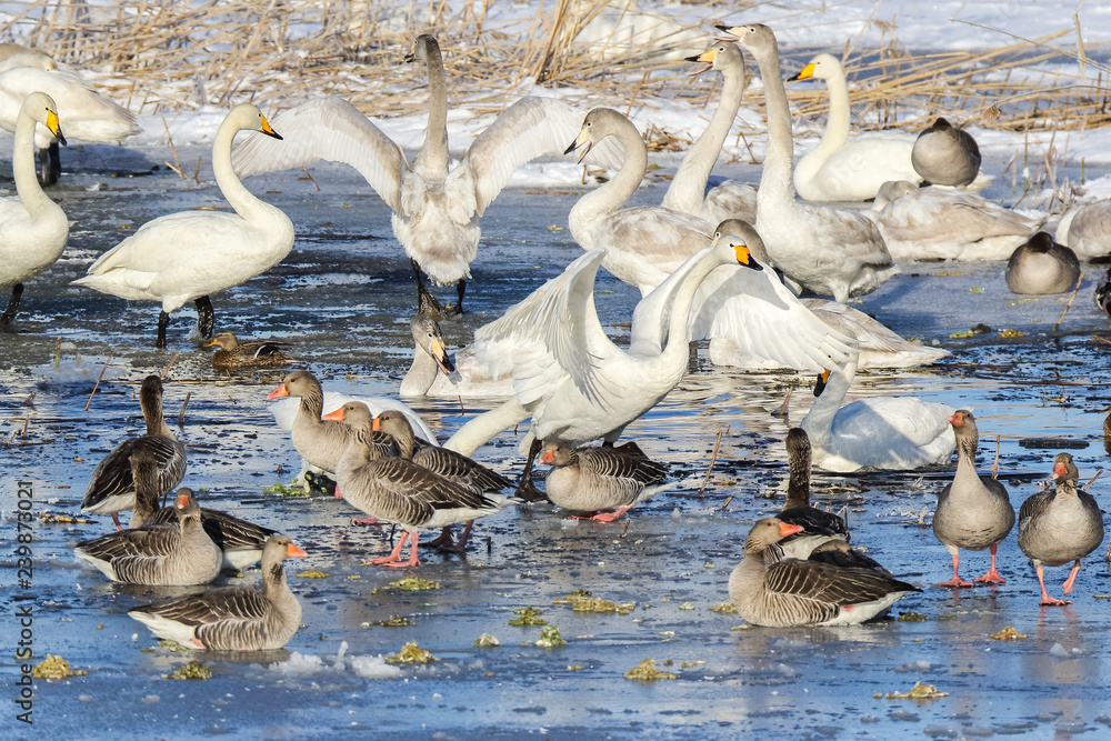 Fototapeta premium Birds