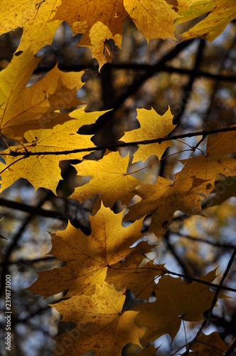 yellow autumn leaves