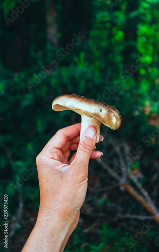 Fresh brown cap edible russula mushroom in the hand, forest background. Brittle gill mushroom hold in a hand, closeup, fungi picking up concept. photo