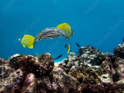 Tropical Yellow and Black Fish Captured in Glass Ball Reflfection