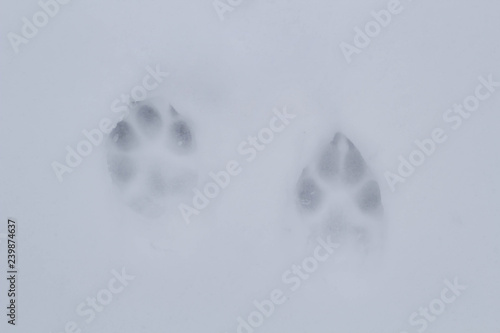 Photography Dog trail in the snow on a frosty morning