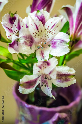 Fototapeta Naklejka Na Ścianę i Meble -  Purple And White Lilies 5