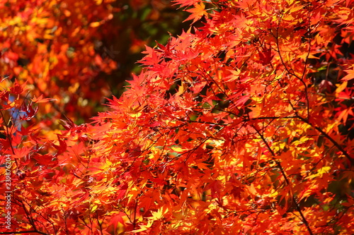 東京都北区の旧古河庭園の紅葉 © K.Douzin