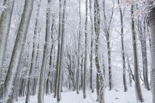 Tree trunks and branches covered in snow on a cold, winter day in Bavaria, Germany