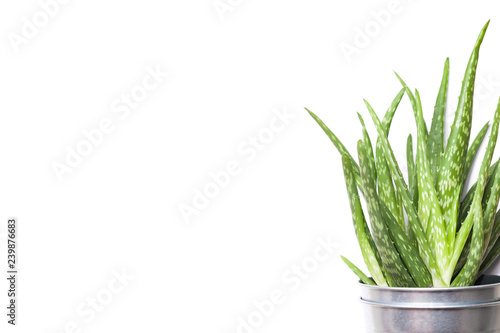 Aloe vera plant in metal flowerpot isolated on white.