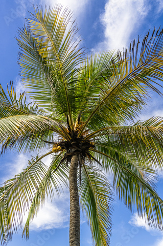 Palm tree on the Caribbean coast