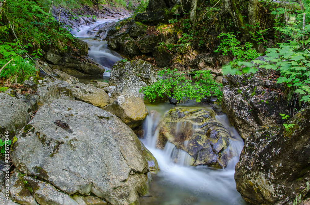 felsen und pflanzen im wasser