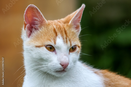 Portrait of red and white cat.