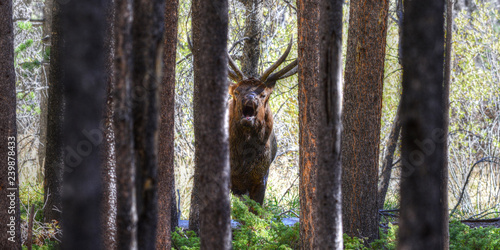 Bull Elk in Rocky Mountain National Park, Colorado photo