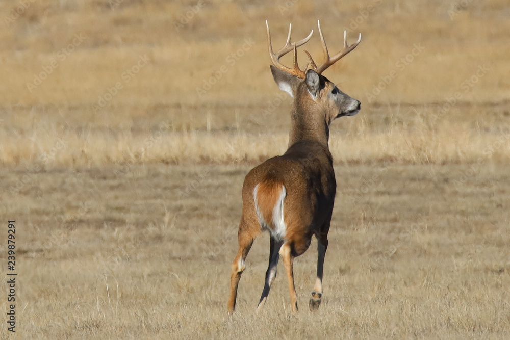Fototapeta premium deer in a field