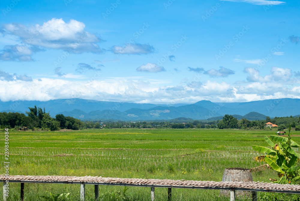 Green rice field with blue sky background