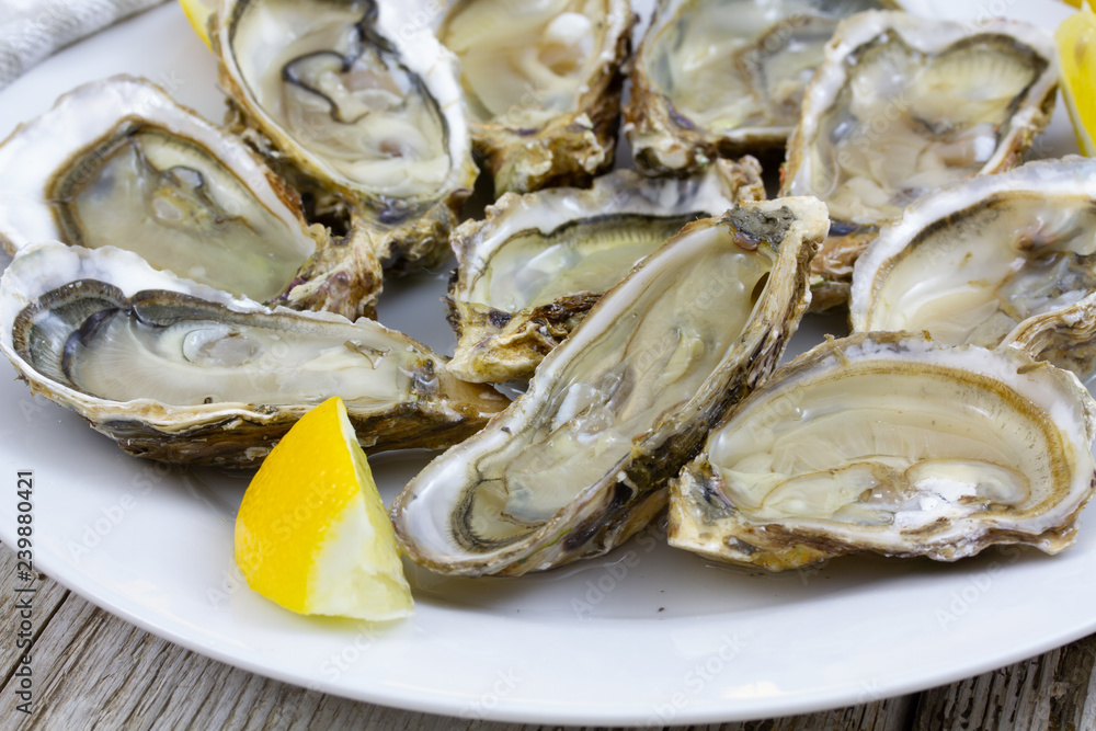 oyster oyster