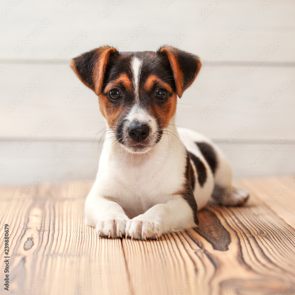 Jack Russell terrier puppy, laying on boards floor. Studio shot. Jack Russell terrier puppy, laying on boards floor. Studio shot.