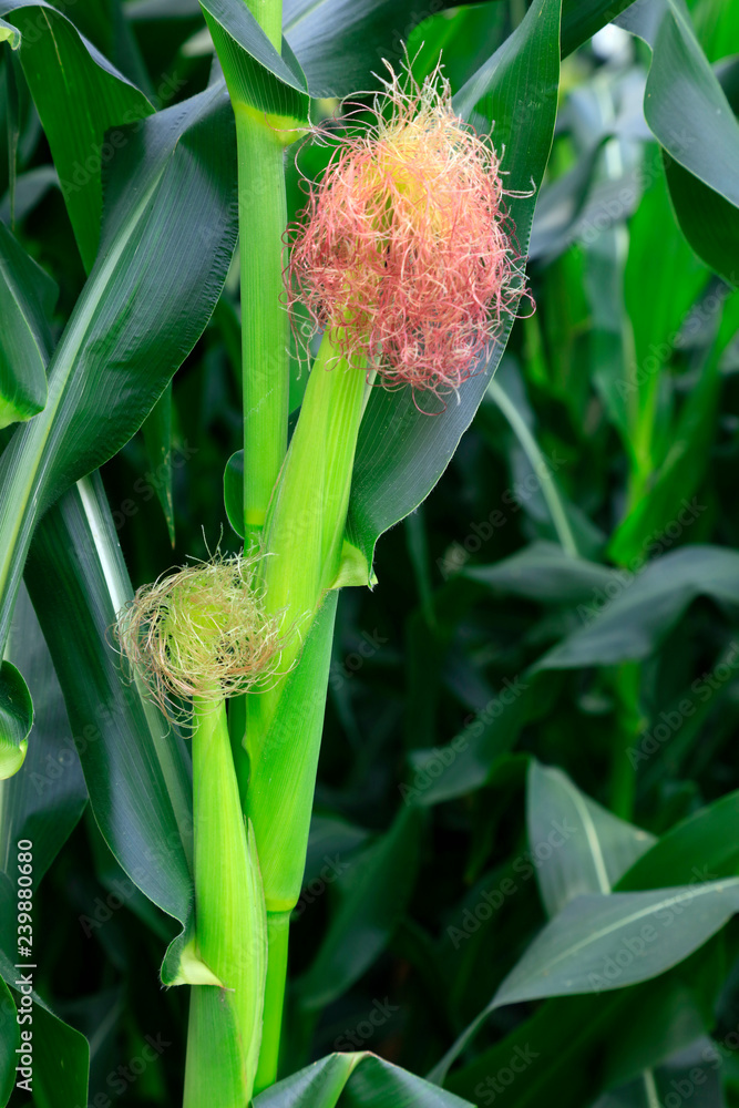 Obraz premium maize cob