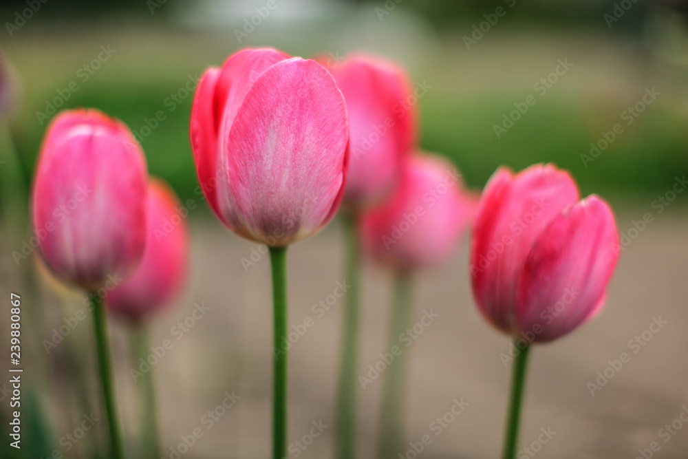 Fototapeta premium Shallow depth of field photo, only one petal in focus, young pink tulips flowers. Abstract spring flowery background.