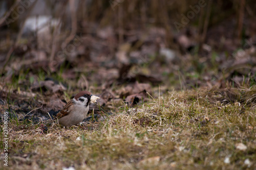 sparrow on the grass © kristian192