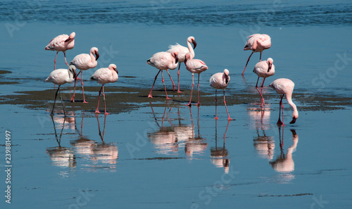 Pink flamingoes at Walvis Bay, Namibia