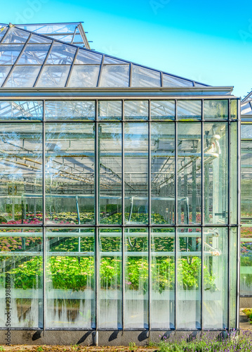 Greenhouse exterior with colorful flowers inside in the Netherlands