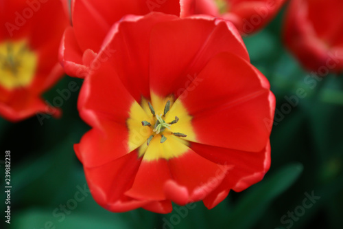bright red flower with yellow centre in garden