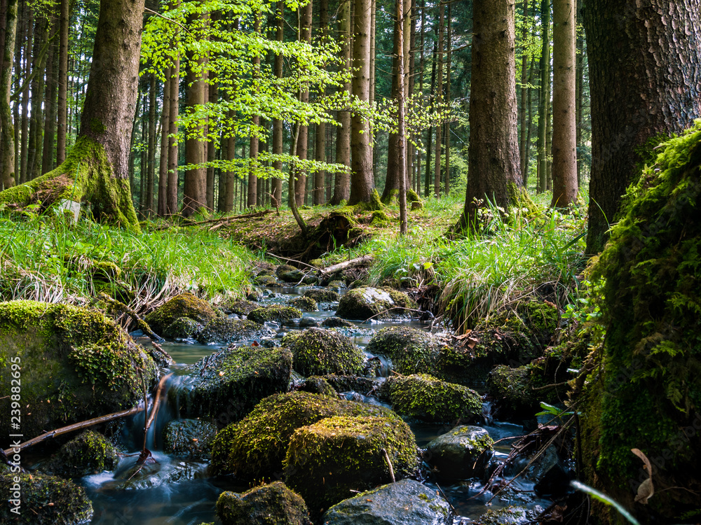 Fototapeta premium Bach im Wald