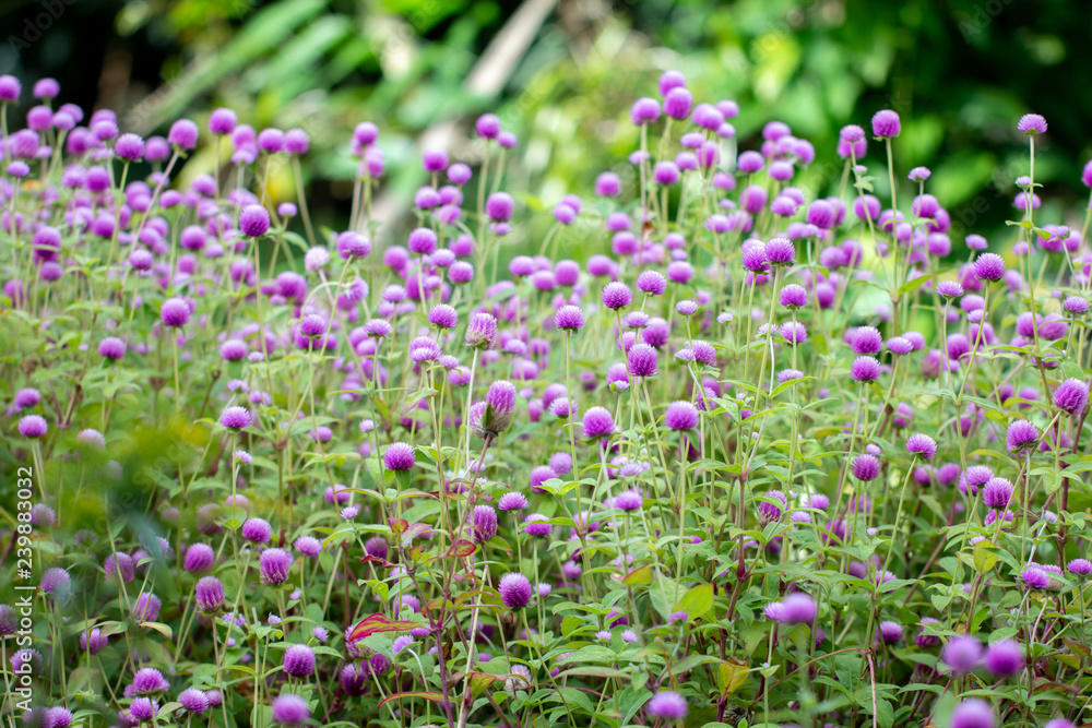 globe amaranth flowers with green natural background globe amaranth flowers with green natural background