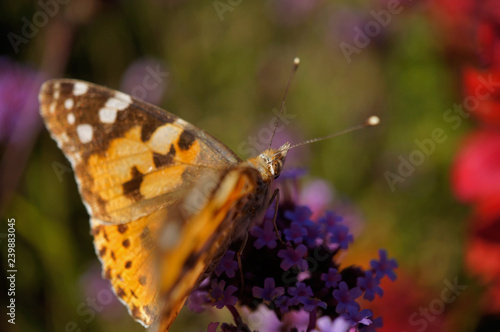 Schmetterlinge Deutschlands - Distelfalter