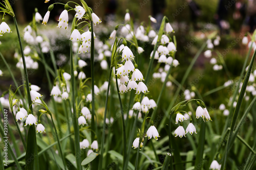 white flowers in spring white flowers in spring