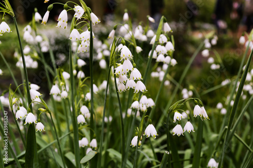 white flowers in spring © Michelle Silke