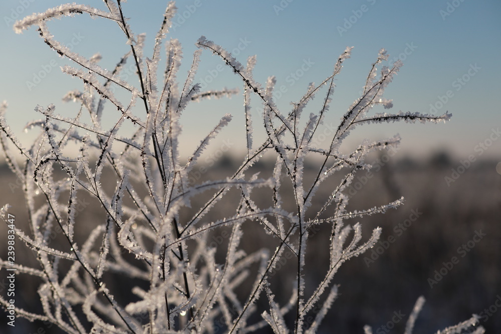 Winter background with macro frost Winter background with macro frost