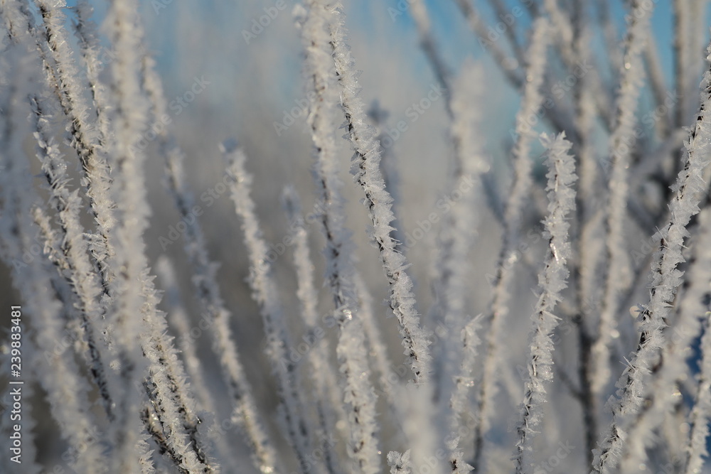Winter background with macro frost