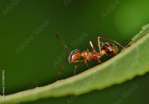 A bull ant on the back of a leaf in search of food with a green nature background. Photo taken in Houston, TX. © Brett