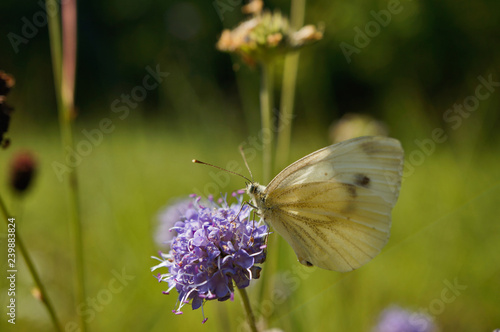 Schmetterlinge Deutschlands - Grünäderweißling / Rapsweißling © Revilo Lessen