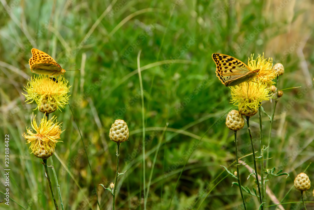 butterflies sitting on flowers in the meadow