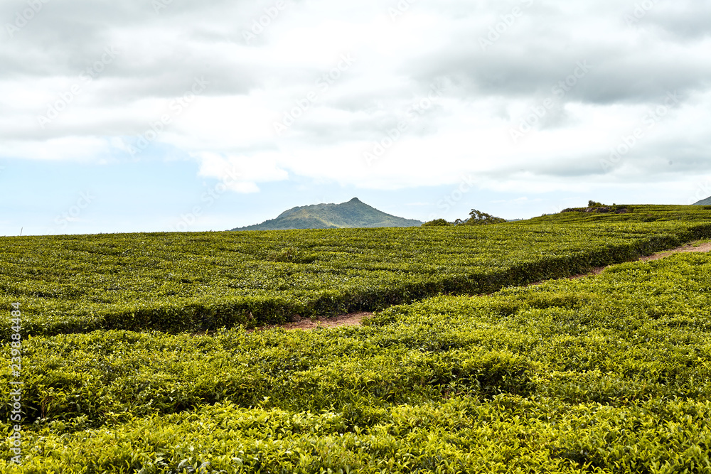 Tea plantation (Bois Cheri) in the foothills. Mauritius