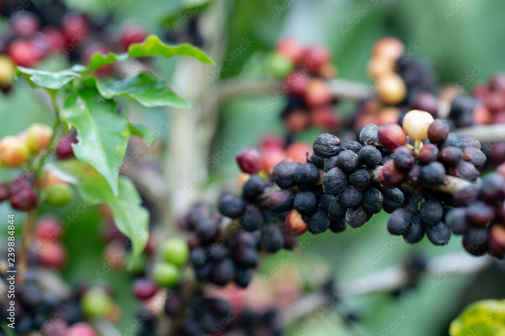 Arabica Coffee berry ripening on a tree Arabica Coffee berry ripening on a tree