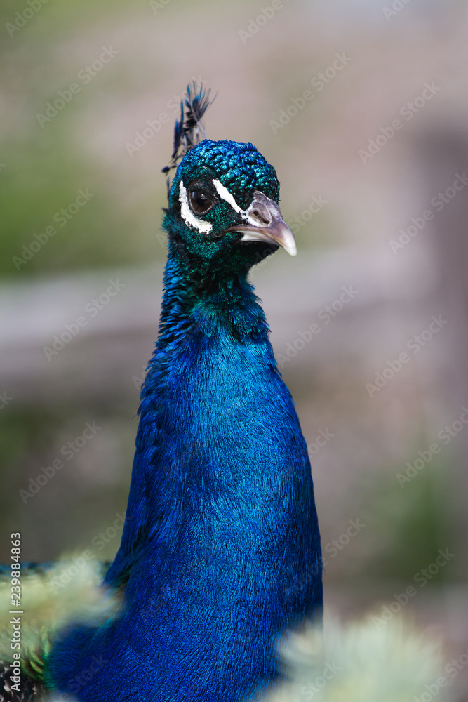 Naklejka premium Peacock